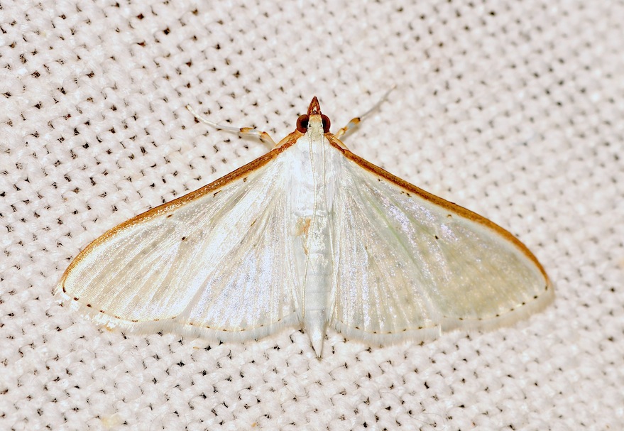 identificazione farfalla